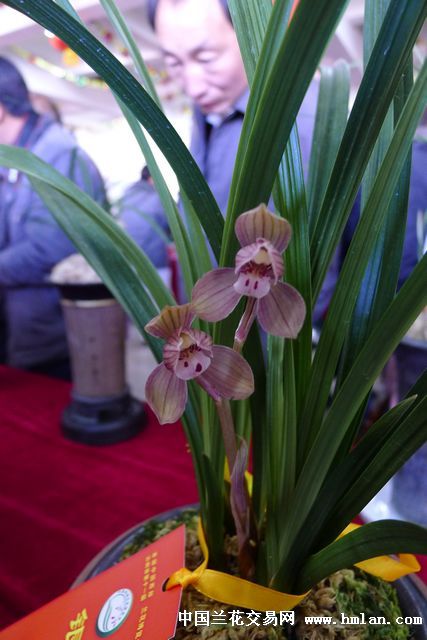 2012云南兰展丽江