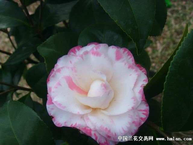 女皇二号宽彩带
