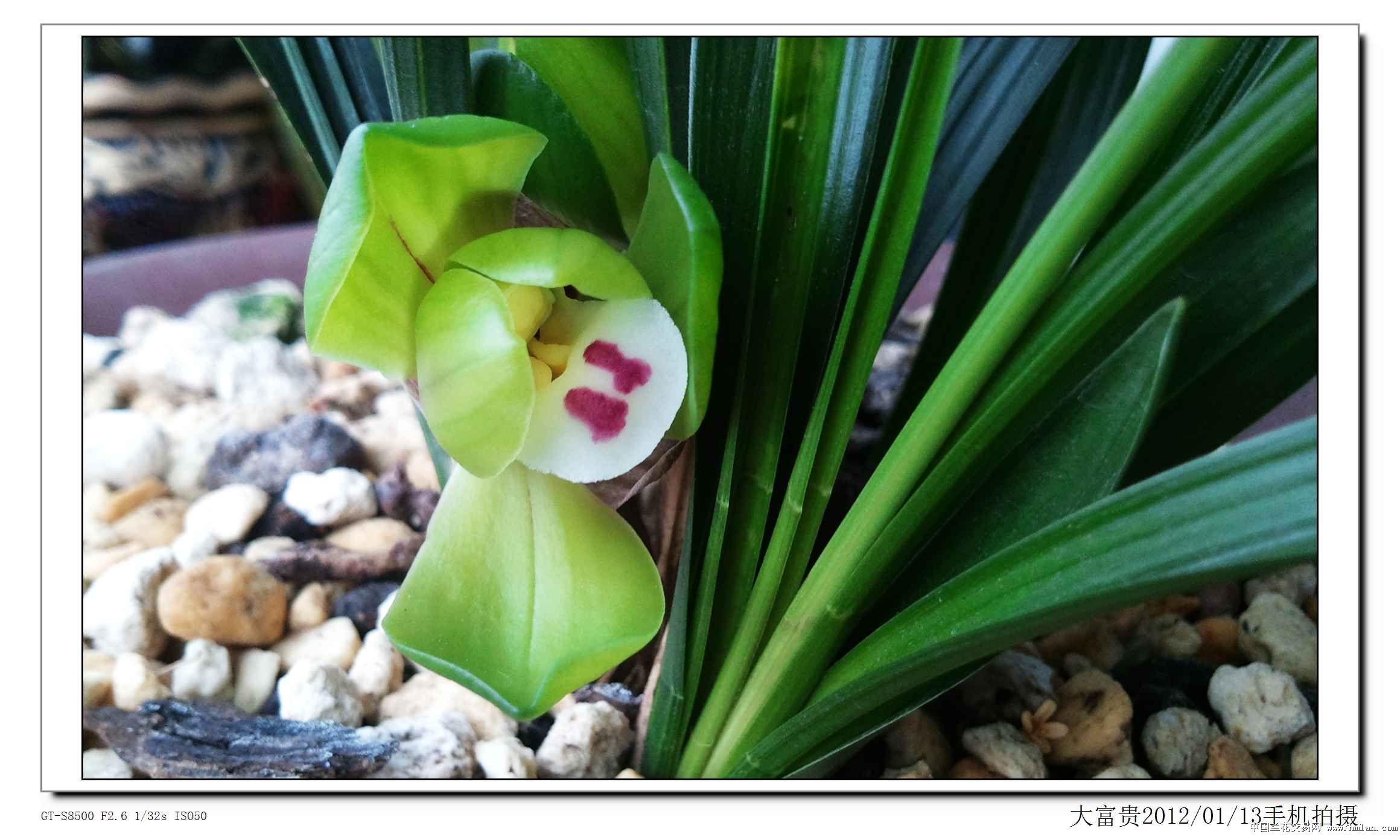 养得像蕙兰的大富贵-春兰篇-中国兰花交易网社区