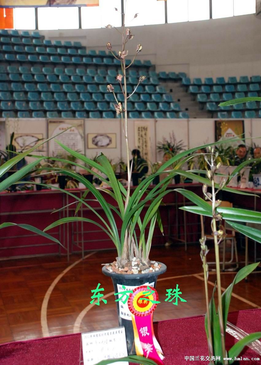2012年顺德陈村兰花展览会(部份兰花图)