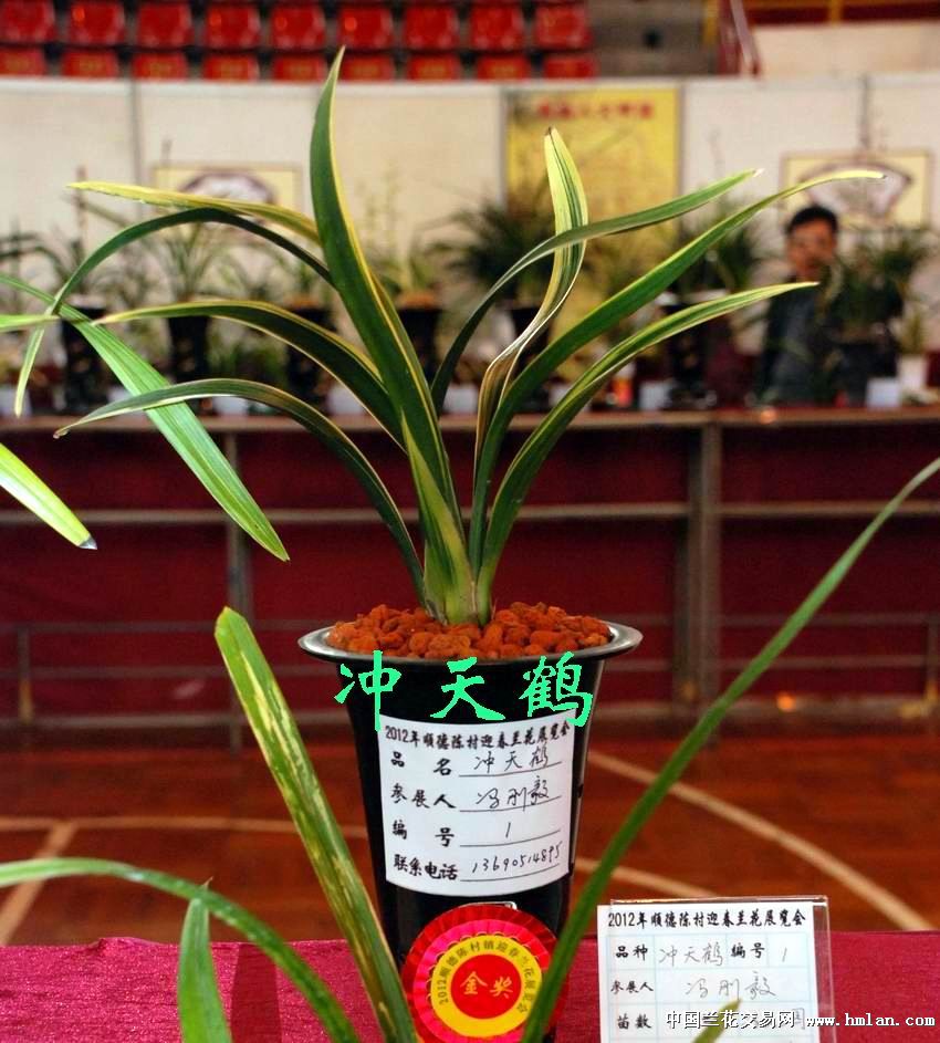 2012年顺德陈村兰花展览会(部份兰花图)