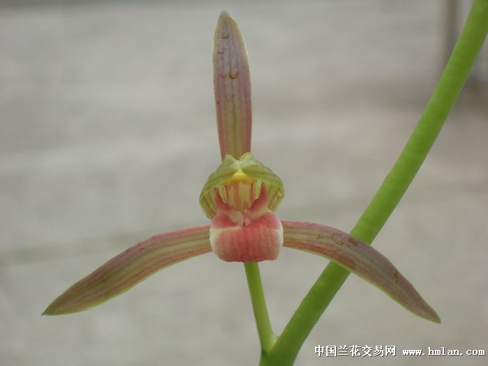 帮忙推荐3种墨兰价格每苗百元下