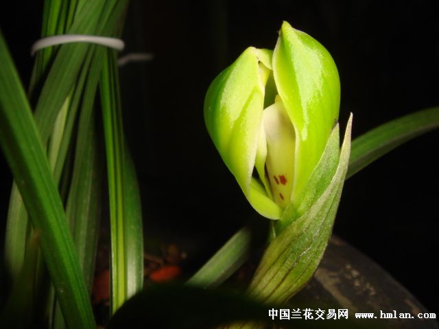 静等花开的声音-春兰篇-中国兰花交易网社区