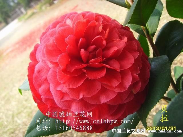 果敢离异美女少妇图片高清图片