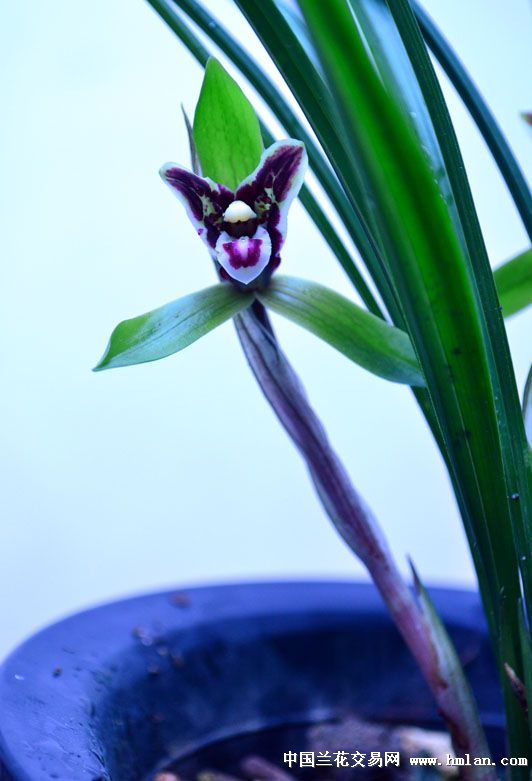 黑猫2 - 中国兰花交易网