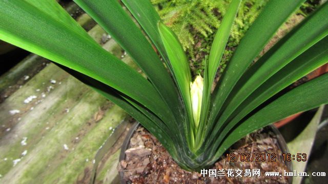 大桥君子兰