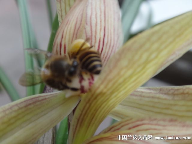 兰花疯蜂子