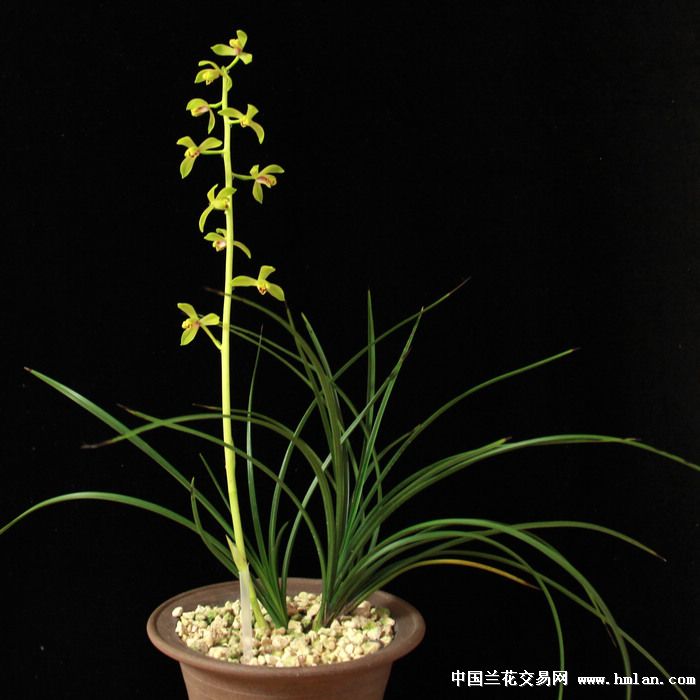 经典日照荡子的开花过程请老师们指点