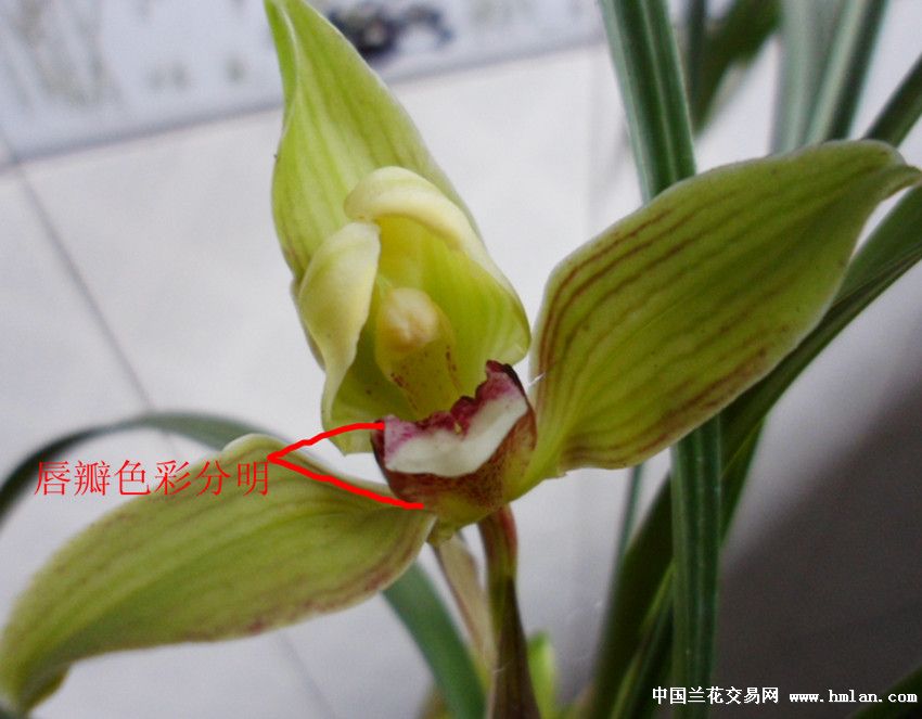 此草四苗带开花,花箭高,开品好,浓香,唇瓣特别漂亮.