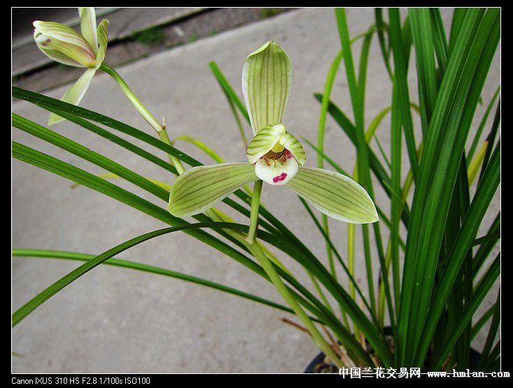 点苍梅-莲瓣篇-中国兰花交易网社区