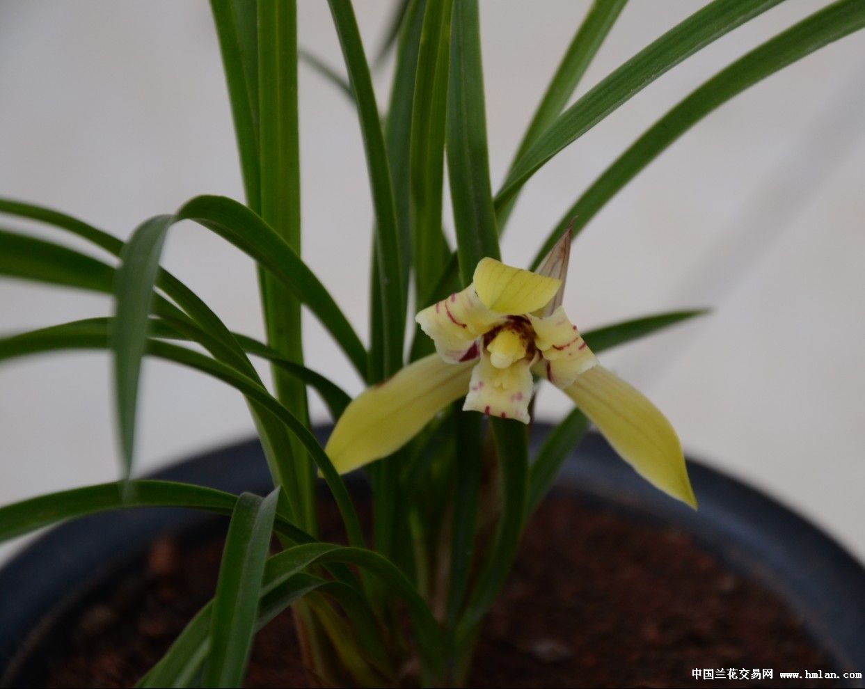 请大家看看我的兰花什么品种价格多少-春剑篇