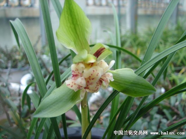 神舟奇蝶 中国兰花交易网