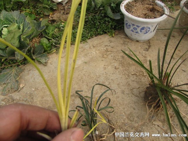 幽灵草-茶余兰后-中国兰花交易网社区