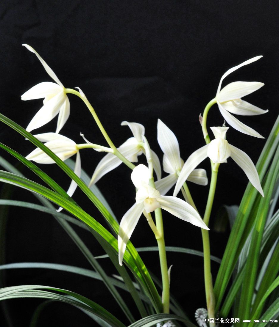 七仙女个个漂亮,大雪素朵朵精彩-莲瓣篇-中国兰