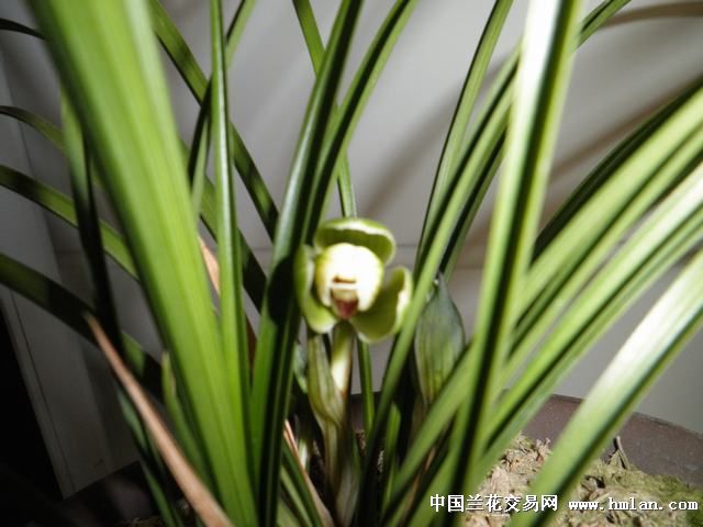 娇艳的冠神梅-春剑篇-中国兰花交易网社区