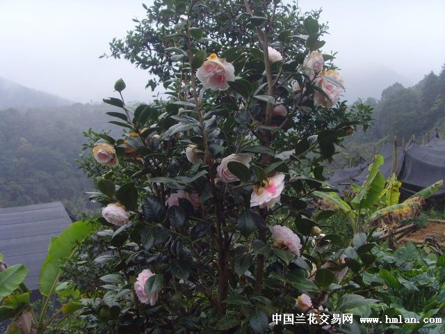 本园特色大五宝茶花树欣赏