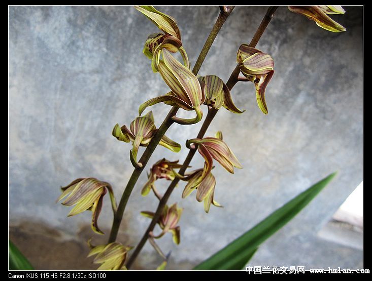 请看-奇奥蝶-墨兰篇-中国兰花交易网社区