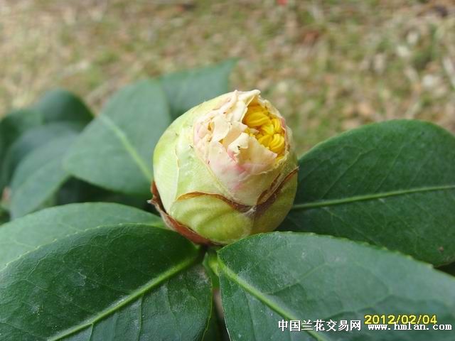 香太阳-茶花篇-中国兰花交易网社区