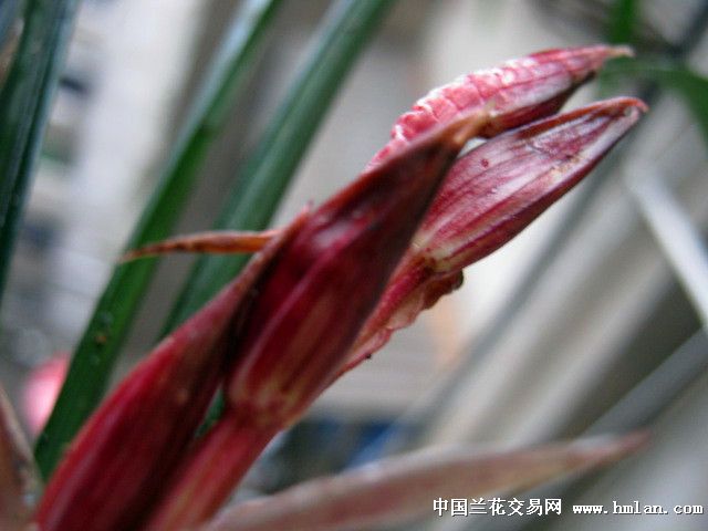 极品春剑红花现切引种