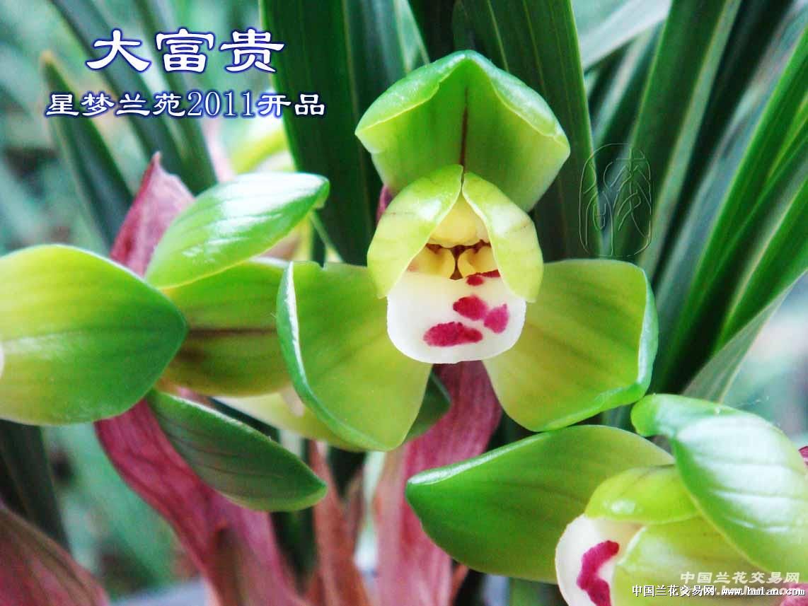 活动继续大富大贵让你一次抢个够