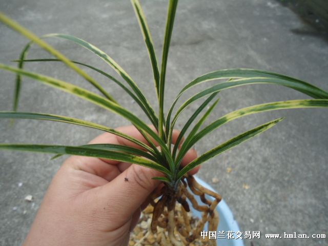 极品蕙兰现明虎斑