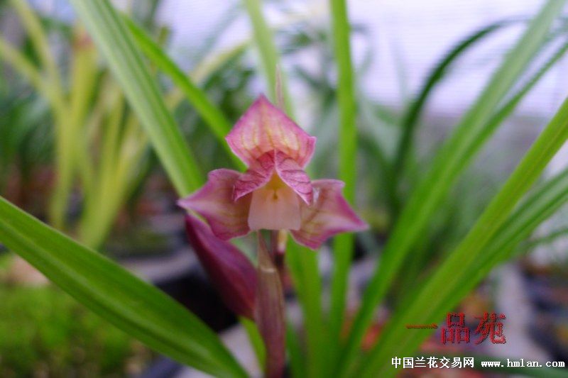 雅女红霞素仙桃梅红花素红荷