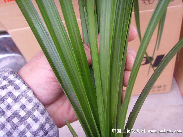 下山宽叶蕙兰好彩苞-409图片
