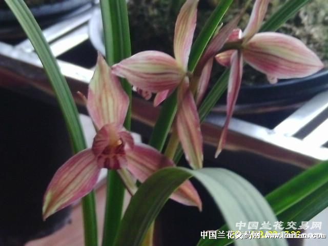 春剑新红荷