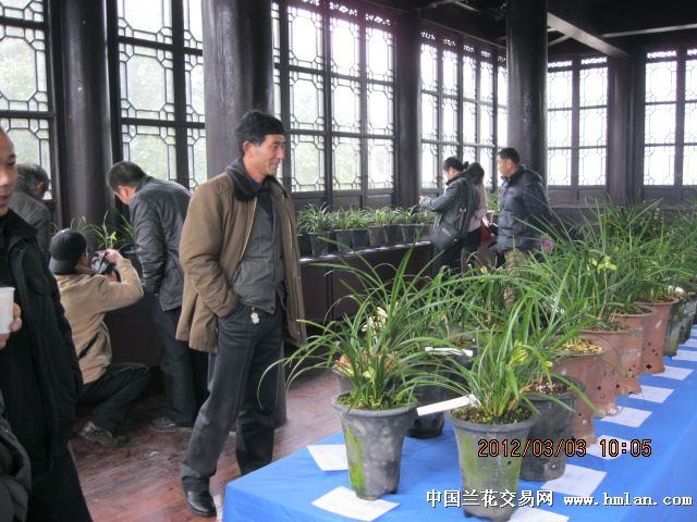 溧阳市第十八届春兰展-兰花新闻-中国兰花交易