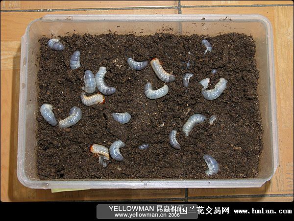 独角仙幼虫粪便养兰花.-以兰会友-中国兰花交易
