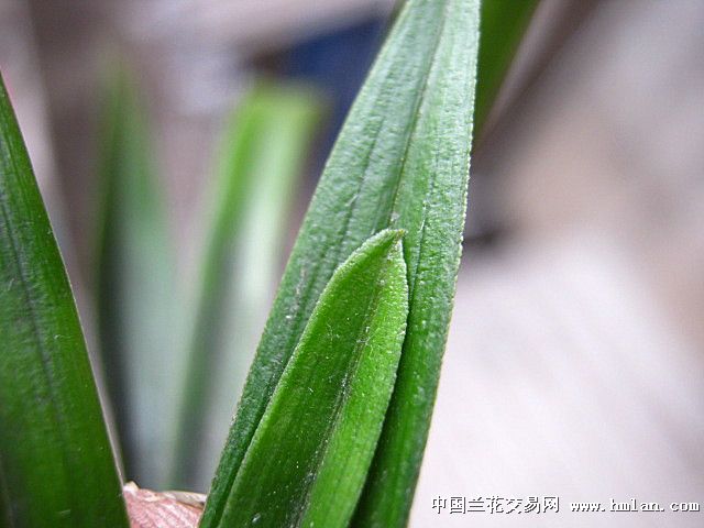 建兰圆头皮草
