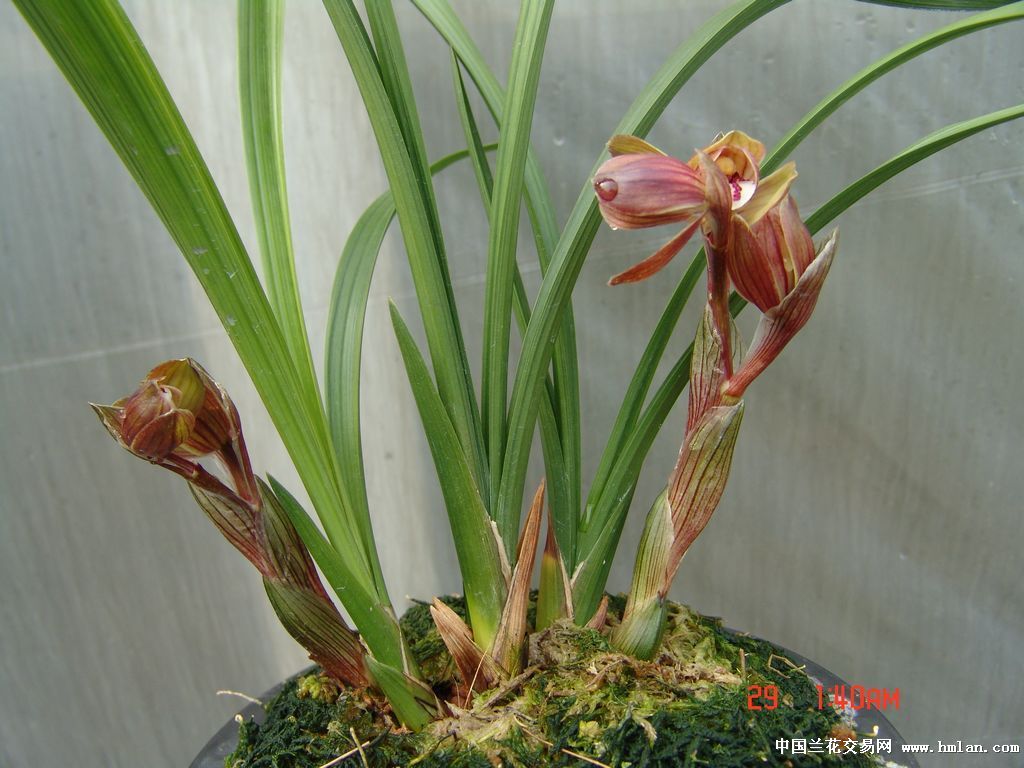 一个漂亮的春剑新种红花荷瓣-春剑篇-中国兰花