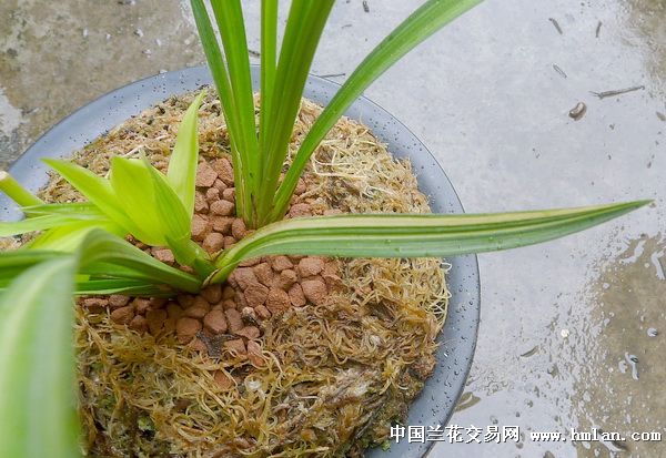 春剑缟草牙黄素金玉良缘细节重拍