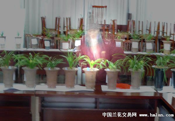 <em>无意中拍到 鬼</em> 了!-以兰会友-中国兰花交易网社