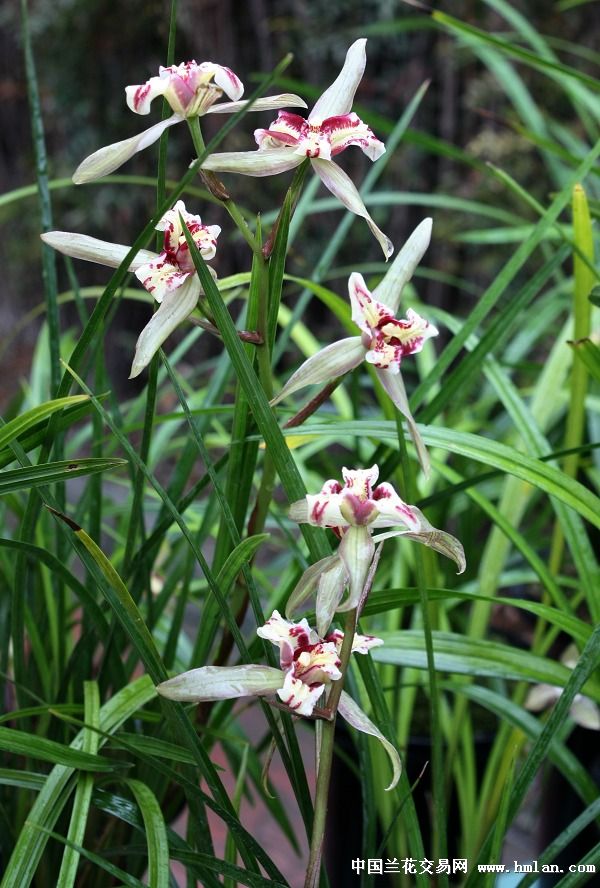 2012年成都郫县三八兰花鉴赏节