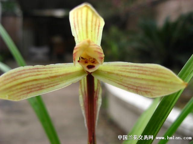 春兰水仙瓣(4苗带花)