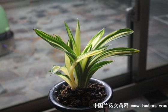 云林县仑背乡面包店廖大老板的达摩兰园暨手中精品
