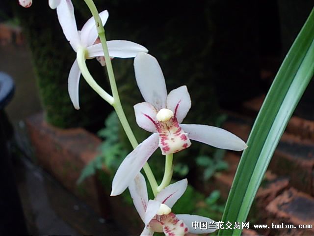 建兰新品种:此花为青杆,白花,数量极少,苗子非常清秀,拍供兰友引种!