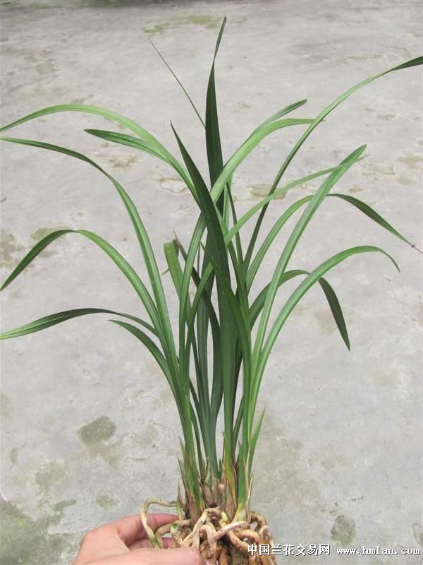 春剑铭品:玉海棠壮苗带6花苞