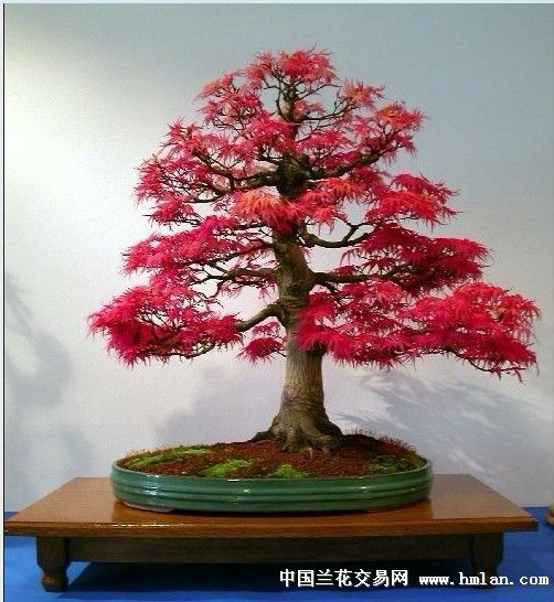 看棵漂亮的枫树盆景!-盆景园艺-中国兰花交易网