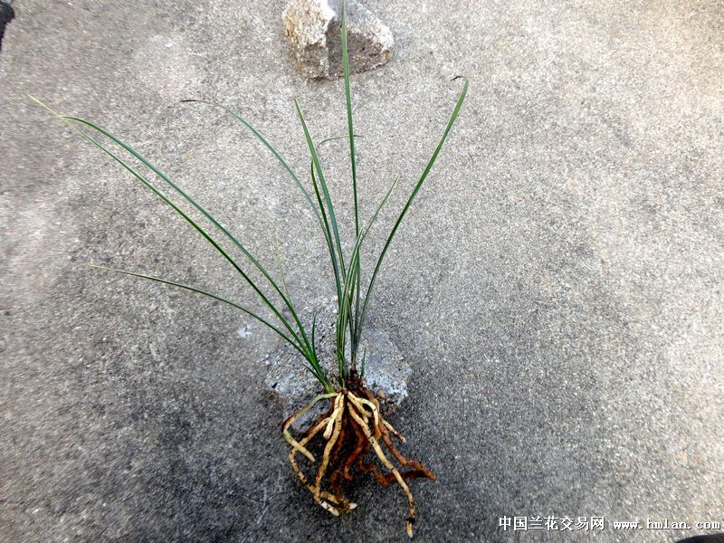 △ 特色蕙兰-【 夹缝细草. 黄覆纶 】-蕙兰篇-中国兰花交易网社区