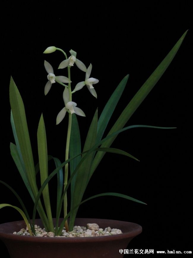 茶城雪素北方开放-以兰会友-中国兰花交易网社