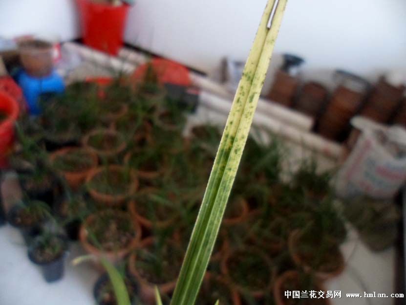 漂亮蕙兰虎斑-蕙兰篇-兰花网社区