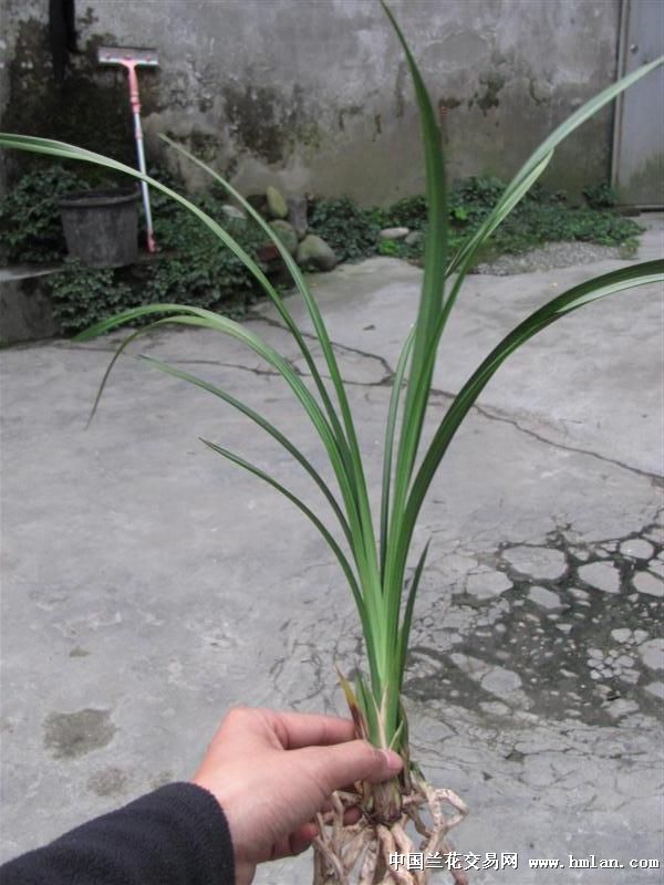 春剑铭品:玉海棠前垄壮苗带3花苞