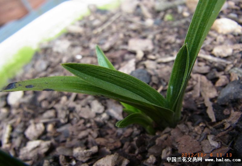 蕙兰矮种