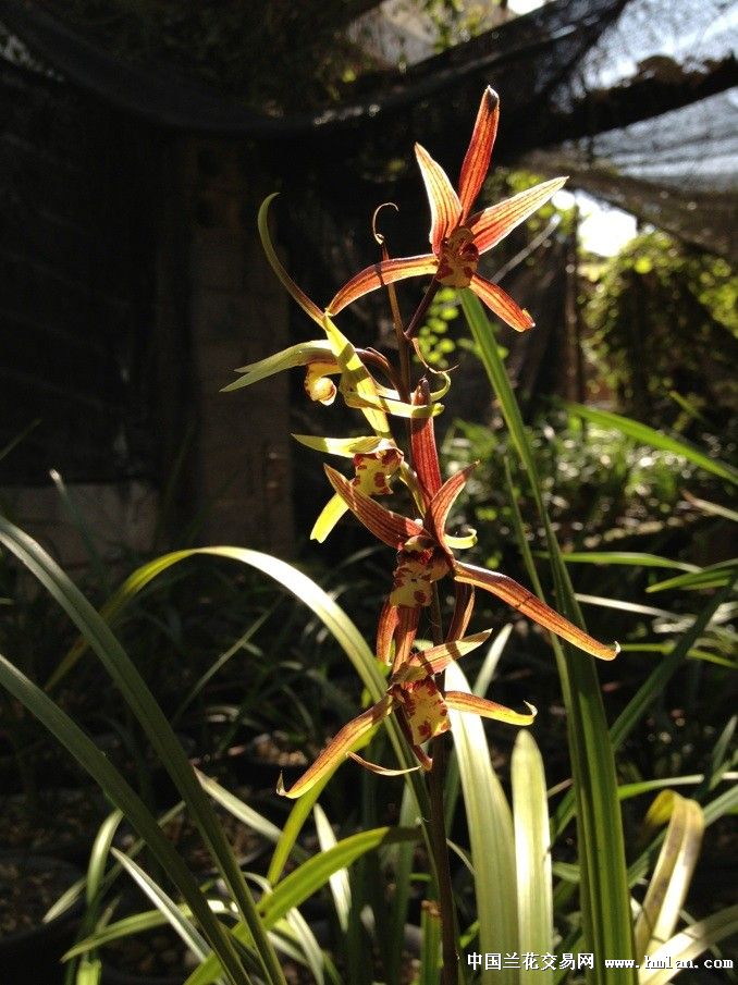 是开两色还是转色花?-寒兰篇-中国兰花交易网