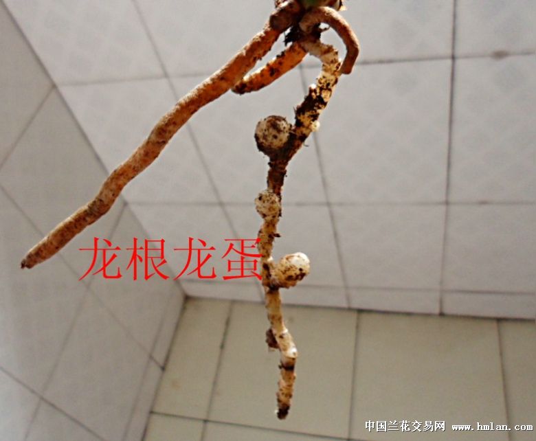 钝圆起瓢下山龙根春兰赌荷草