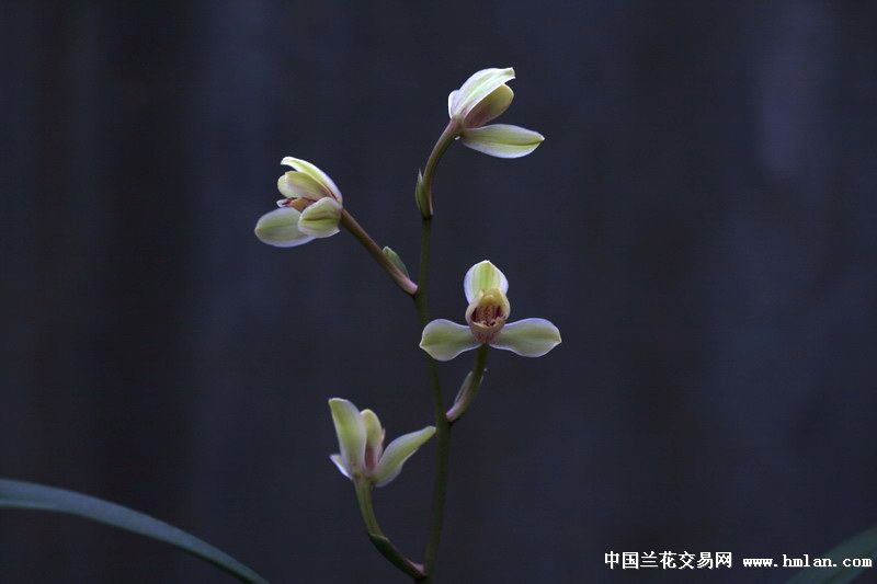 尾花的中华水仙也漂亮--申精-建兰篇-中国兰花