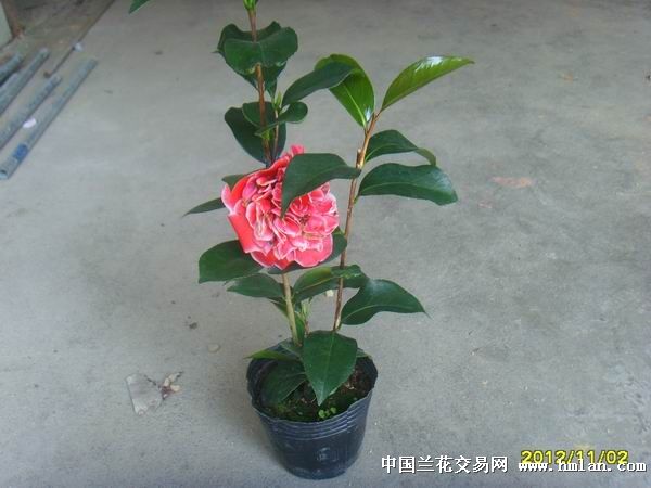 茶花(红花)龙火珠