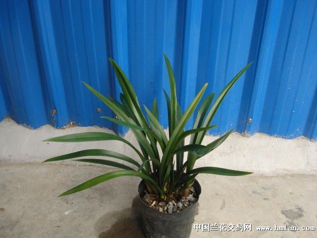小香墨兰 很多花苞哦